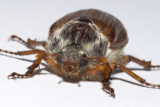 金龜子；（Melolontha melolontha）