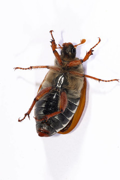 一個(gè)金龜子的肖像（Melolontha melolontha）