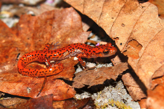 Cave Salamander（Eurycea Lucifuga）