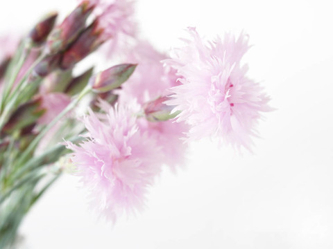 高調(diào)的花