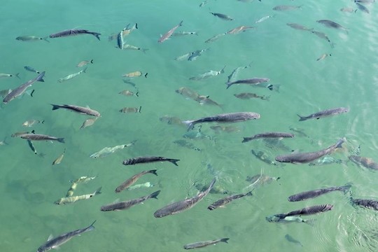 魚在地中海海水烏魚學校