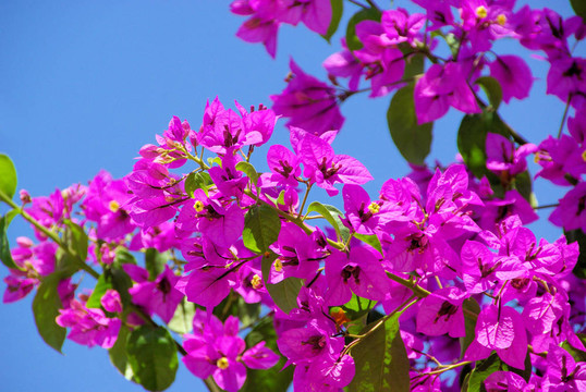 Bougainvillea 20