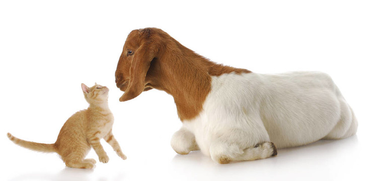 農(nóng)場里的動物