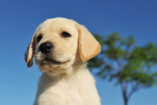 小狗拉布拉多獵犬