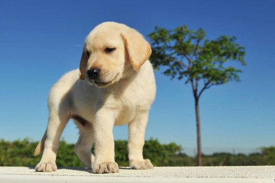 小狗拉布拉多獵犬