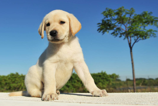 小狗拉布拉多獵犬
