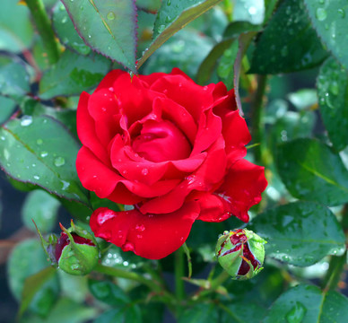 花園里的紅玫瑰。雨后。淺景深。