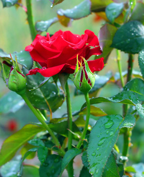 花園里的紅玫瑰。雨后。淺景深。