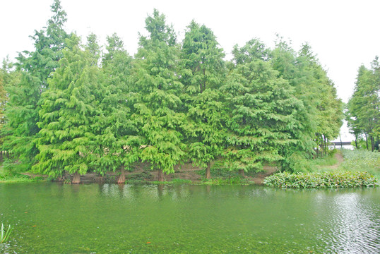 綠葉背景 濕地 綠樹背景 樹林