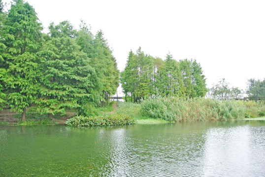 綠葉背景 濕地 綠樹背景 樹林