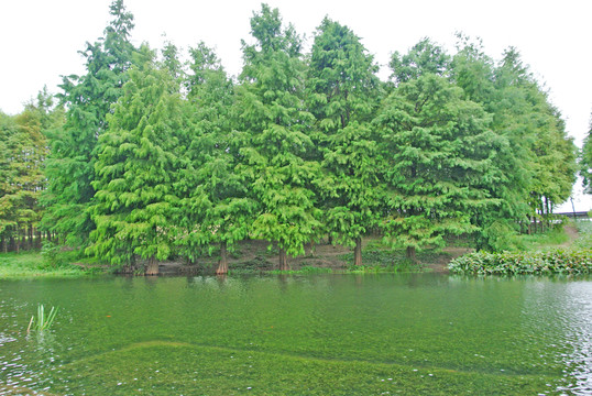 綠葉背景 濕地 綠樹背景 樹林