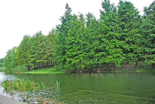 綠葉背景 濕地 綠樹背景 樹林