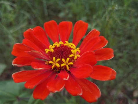 硫華菊