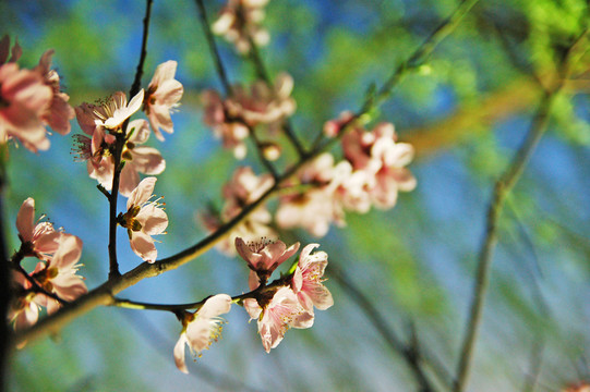 桃花 綠