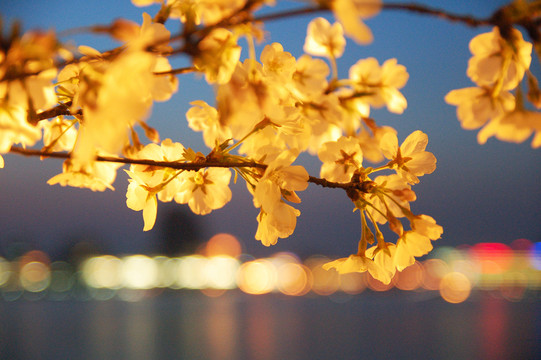 桃花