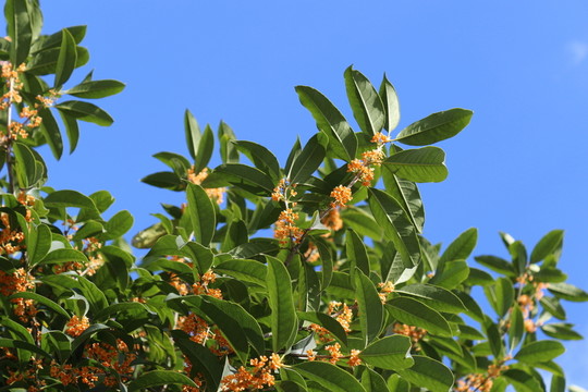 桂花