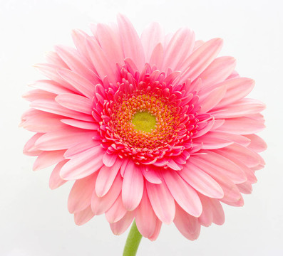 粉色非洲菊