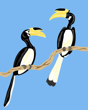 冠斑犀鳥