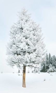 雪景