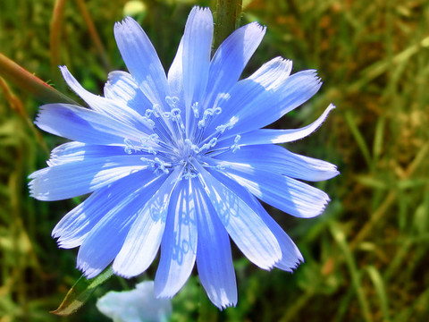 藍(lán)色的菊苣花