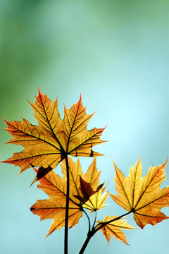 紅色的楓葉