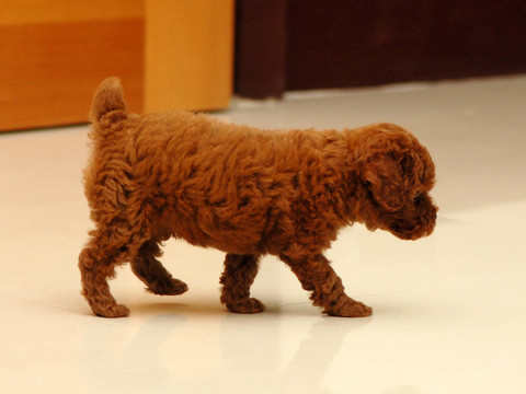 紅色玩具貴賓犬