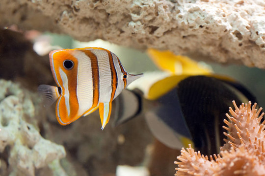 生活在水族館
