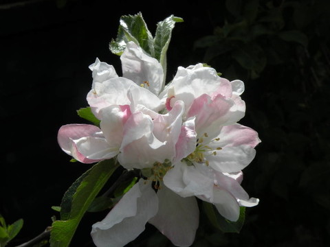 蘋果花