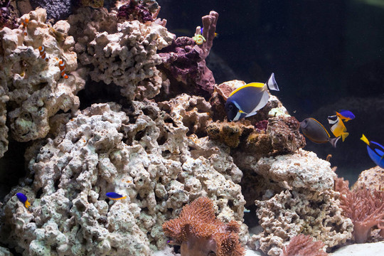 生活在水族館