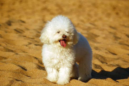 貴賓犬在海灘