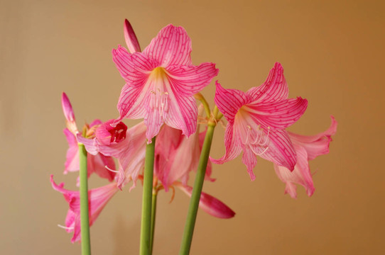 粉色的百合花