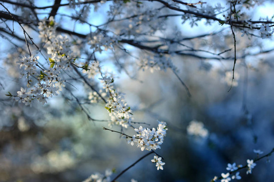 早春梅花