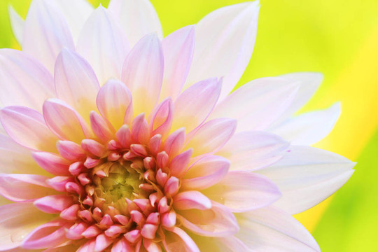 粉色非洲菊