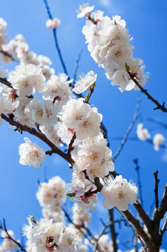 杏樹開花。