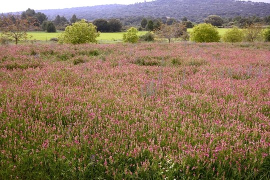 美丽的蚕豆种粉色花的植物用于天然染料；性质