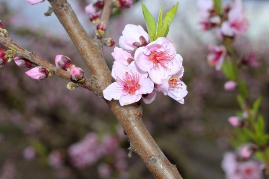 樹上的杏花