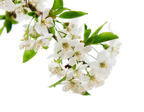 樹(shù)上的白花