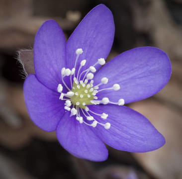藍春花。