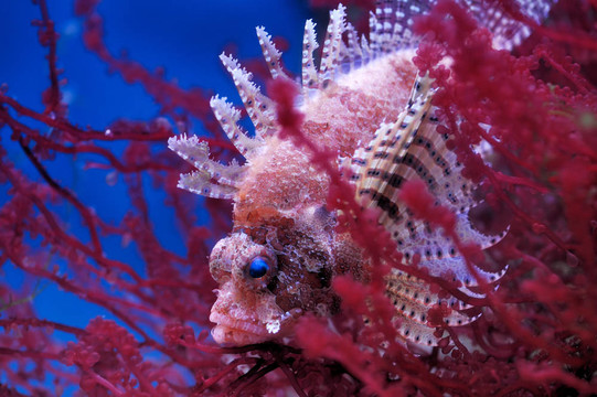 在莫斯科動(dòng)物園的水族館的魚