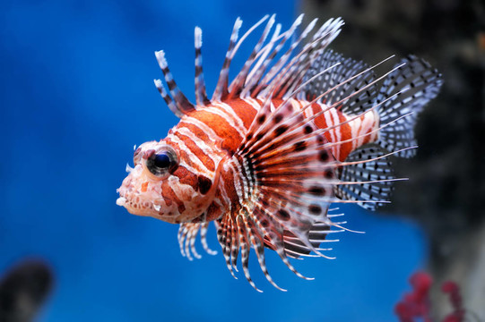 獅子魚（Pterois mombasae）在莫斯科動(dòng)物園的水族館