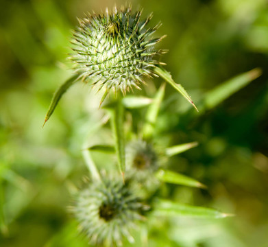 薊