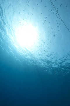 海洋和魚