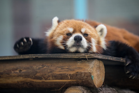 小熊貓