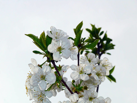 春天蘋果樹花