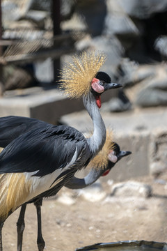 冠鶴