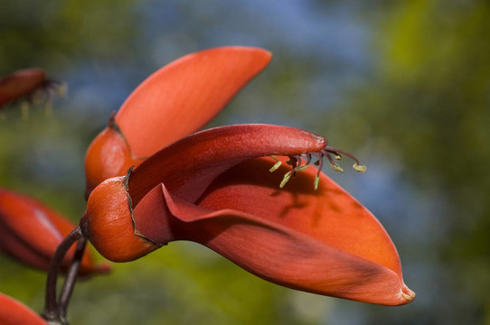 賽波樹(shù)花；Erythrina crista galli。