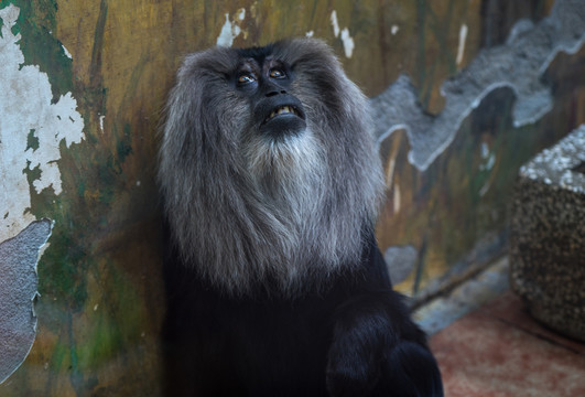 獅尾猴