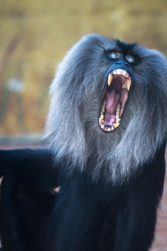 獅尾猴