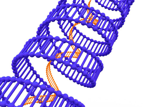 基因在DNA。