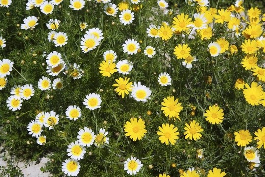 花園里的黃花和白花